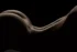 Line of warm light along the back, bodyscape photography