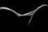 Black and white bodyscape of an arched body line